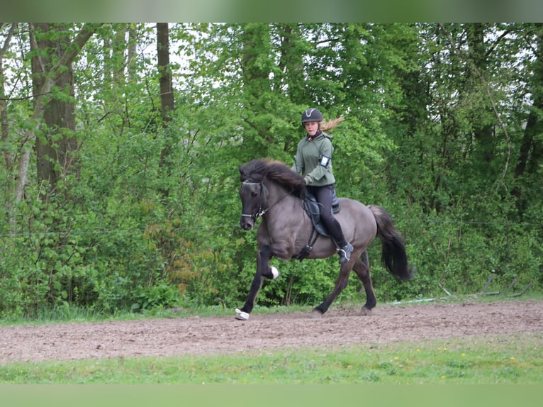 IJslander Merrie 19 Jaar 135 cm Zwart in Eagum