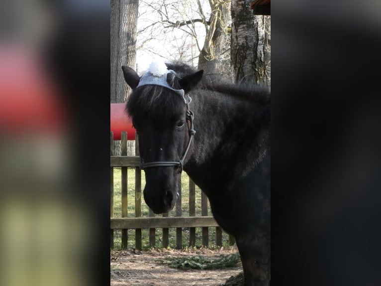 IJslander Merrie 19 Jaar 135 cm Zwart in Mainleus