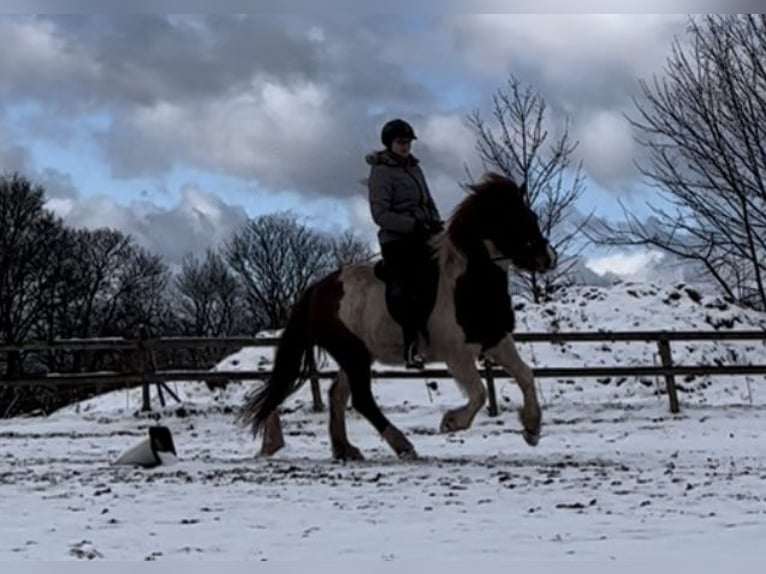 IJslander Merrie 19 Jaar 136 cm Gevlekt-paard in Gersfeld