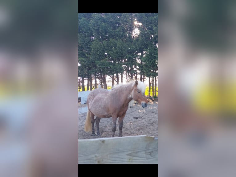IJslander Merrie 19 Jaar 137 cm  in Sassenheim