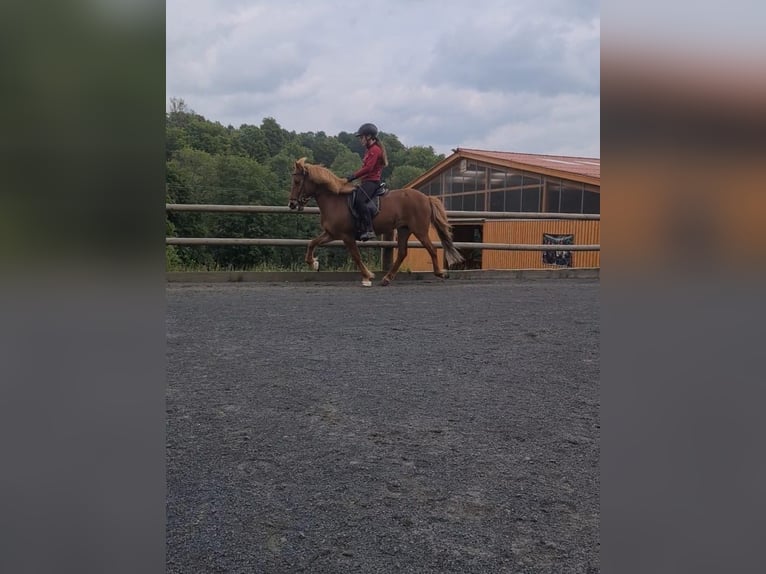 IJslander Merrie 19 Jaar 137 cm Vos in Steinau an der Straße IJslander Merrie 19 Jaar 137 cm Vos in Steinau an der Straße