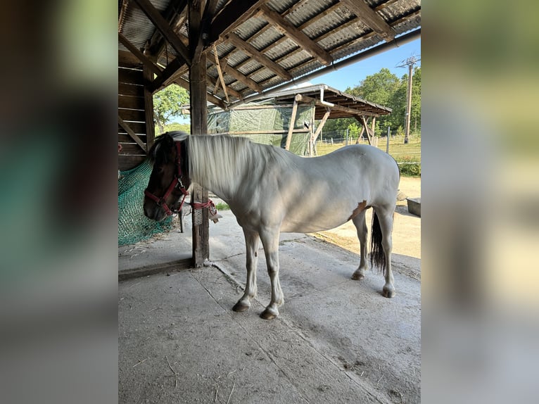 IJslander Merrie 19 Jaar 139 cm Gevlekt-paard in WeyerbuschMehren