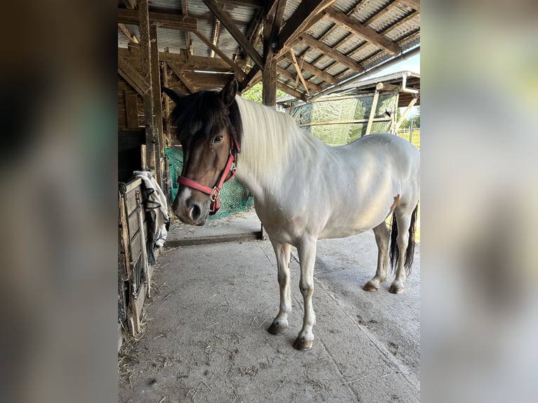 IJslander Merrie 19 Jaar 139 cm Gevlekt-paard in WeyerbuschMehren