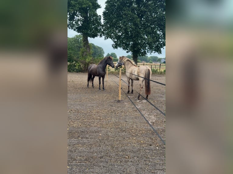 IJslander Merrie 19 Jaar 142 cm Brown Falb schimmel in De Rijp