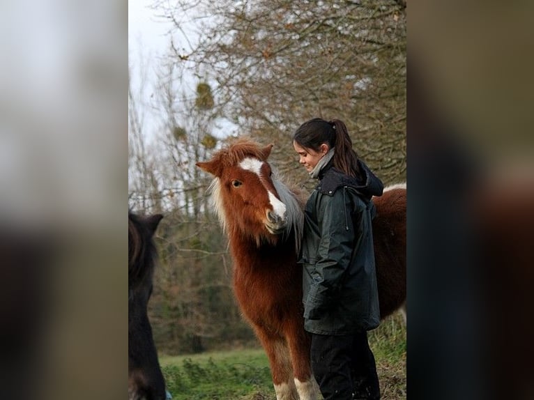 IJslander Merrie 1 Jaar 138 cm Tobiano-alle-kleuren in GOVEN