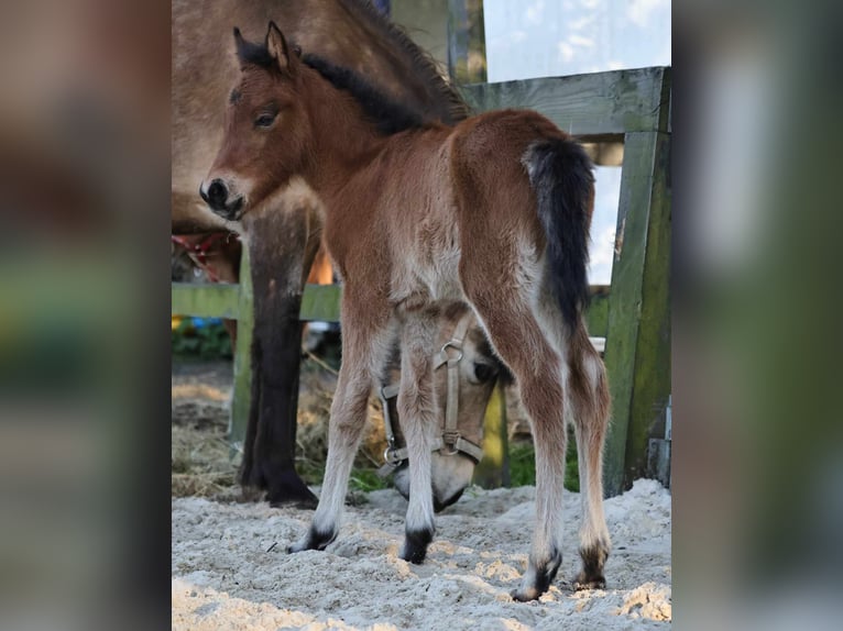 IJslander Merrie 1 Jaar 140 cm Bruin in Winterswijk Kotten
