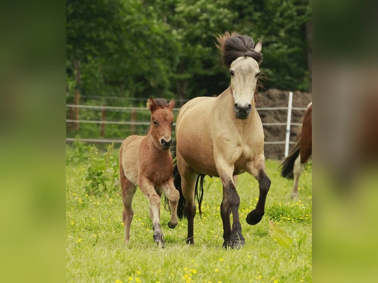IJslander Merrie 1 Jaar 140 cm Bruin in Winterswijk Kotten