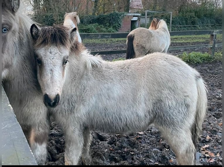 IJslander Merrie 1 Jaar 140 cm Buckskin in Südlohn