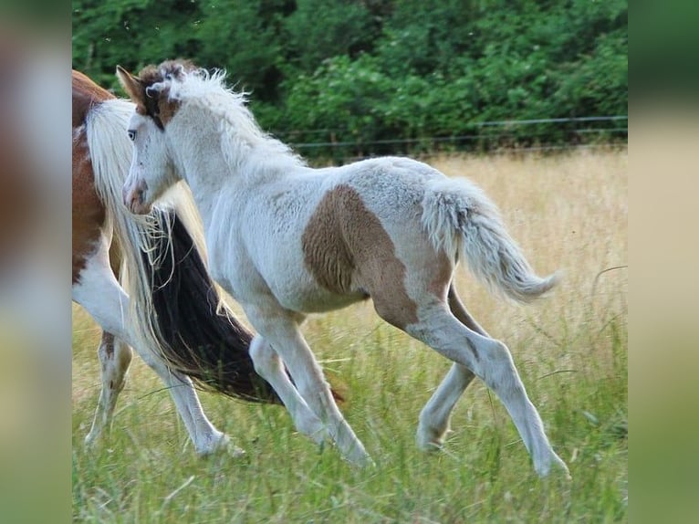 IJslander Merrie 1 Jaar 140 cm Gevlekt-paard in Saarland