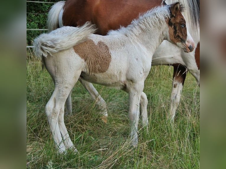 IJslander Merrie 1 Jaar 140 cm Gevlekt-paard in Saarland