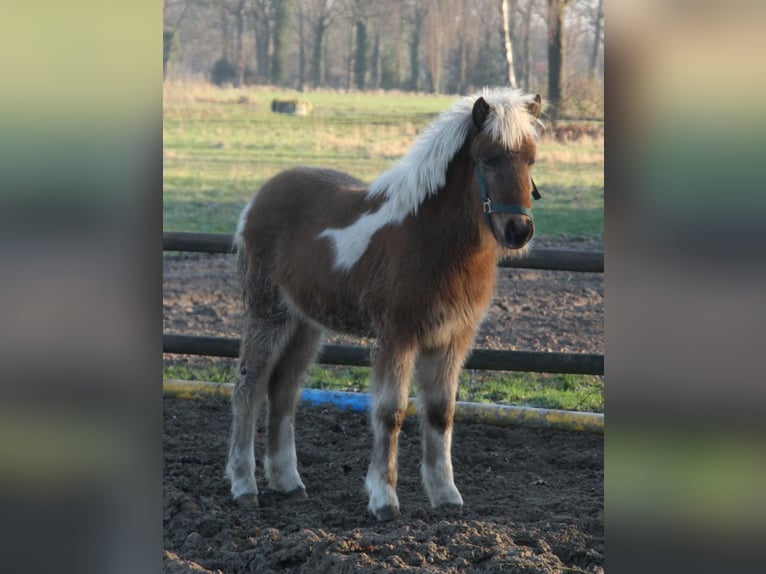 IJslander Merrie 1 Jaar 140 cm Gevlekt-paard in Südlohn