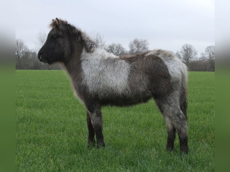 IJslander Merrie 1 Jaar 140 cm Gevlekt-paard in Südlohn