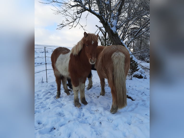 IJslander Merrie 1 Jaar 140 cm Gevlekt-paard in Kolverath