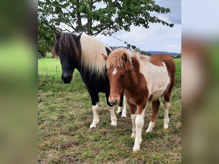IJslander Merrie 1 Jaar 140 cm Gevlekt-paard in Kolverath