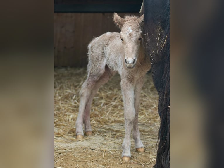 IJslander Merrie 1 Jaar 140 cm Palomino in Montabaur