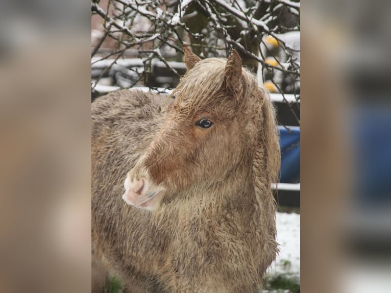 IJslander Merrie 1 Jaar 140 cm Palomino in Südlohn