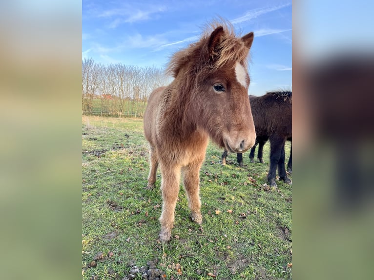 IJslander Merrie 1 Jaar 140 cm Vos in Hohenfelde