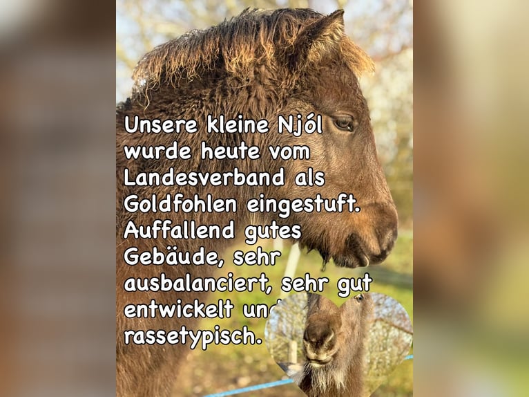 IJslander Merrie 1 Jaar 142 cm in Schmelz