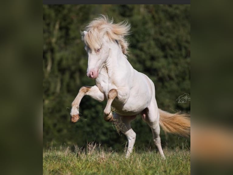 IJslander Merrie 1 Jaar 142 cm in Schmelz