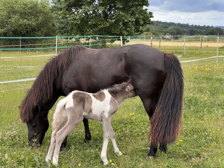 IJslander Merrie 1 Jaar 142 cm in Schmelz