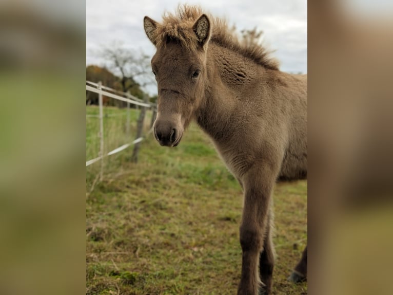 IJslander Merrie 1 Jaar 143 cm Falbe in Rosbach vor der Höhe Nieder-Rosbach