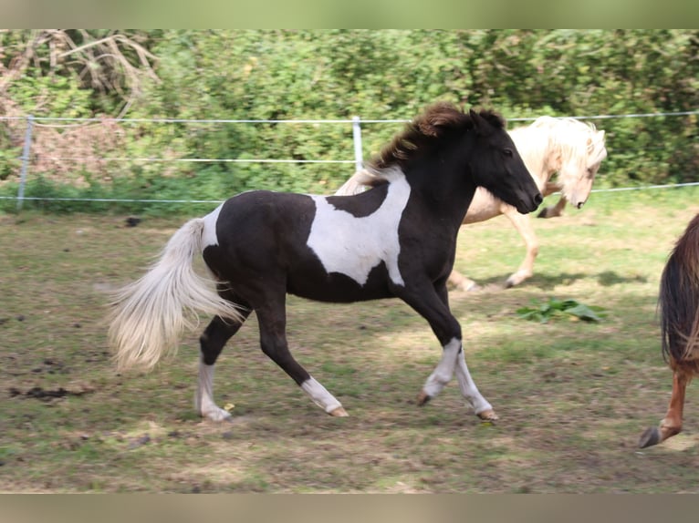 IJslander Merrie 1 Jaar 145 cm  in Schmelz