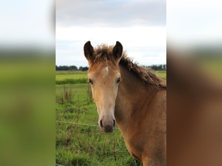 IJslander Mix Merrie 1 Jaar 155 cm Champagne in Tuitjenhorn
