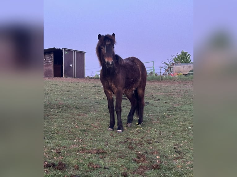 IJslander Merrie 1 Jaar Bruin in Wadern