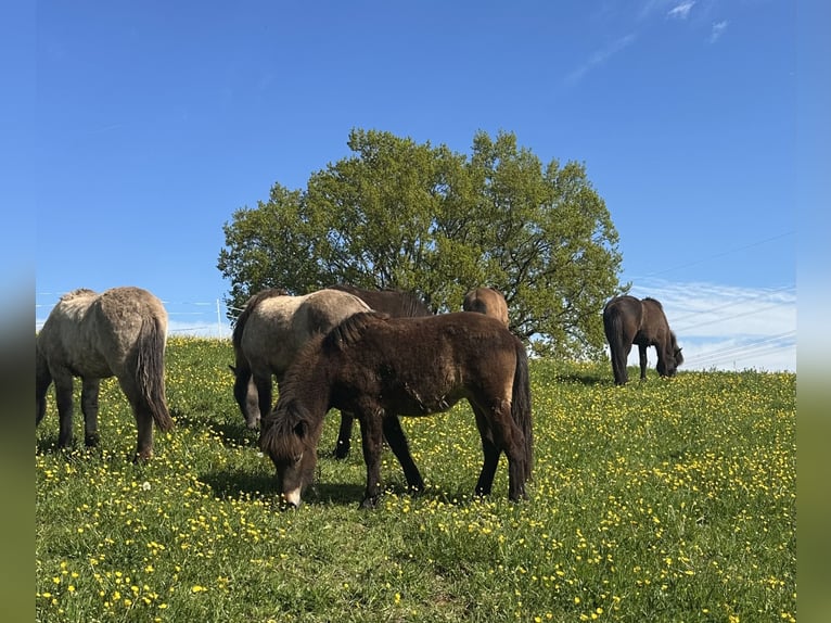 IJslander Merrie 1 Jaar Bruin in Wadern