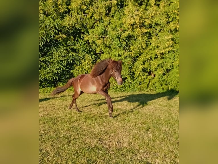 IJslander Merrie 1 Jaar Donkerbruin in Wang