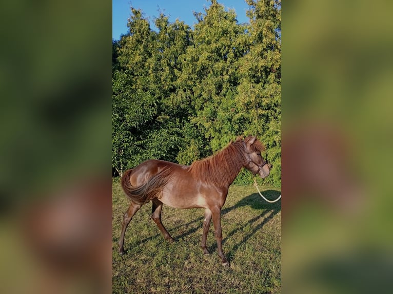 IJslander Merrie 1 Jaar Donkerbruin in Wang