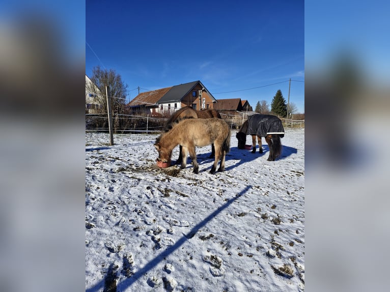 IJslander Merrie 1 Jaar  in Weißpriach im Lungau