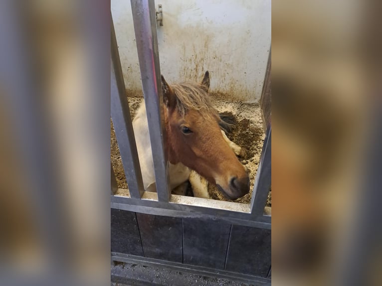 IJslander Merrie 1 Jaar Gevlekt-paard in Hafnarfj&#xF6;r&#xF0;ur