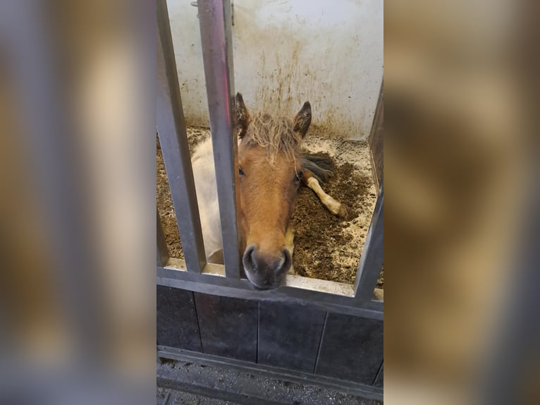 IJslander Merrie 1 Jaar Gevlekt-paard in Hafnarfj&#xF6;r&#xF0;ur