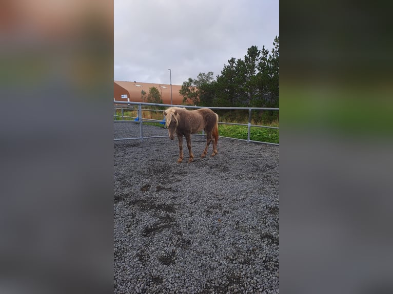 IJslander Merrie 1 Jaar Zwartbruin in Hafnarfj&#xF6;r&#xF0;ur