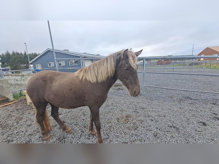 IJslander Merrie 1 Jaar Zwartbruin in Hafnarfj&#xF6;r&#xF0;ur