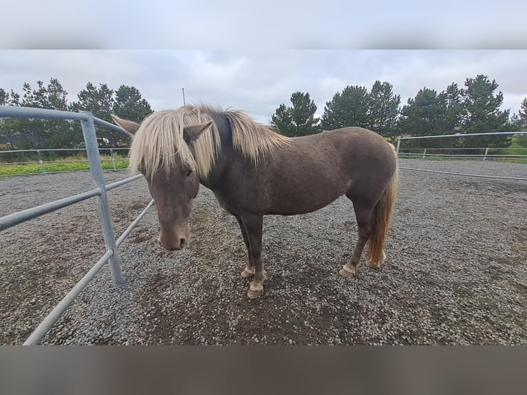 IJslander Merrie 1 Jaar Zwartbruin in Hafnarfj&#xF6;r&#xF0;ur