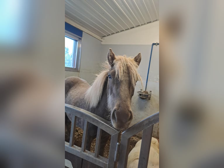 IJslander Merrie 1 Jaar Zwartbruin in Hafnarfj&#xF6;r&#xF0;ur