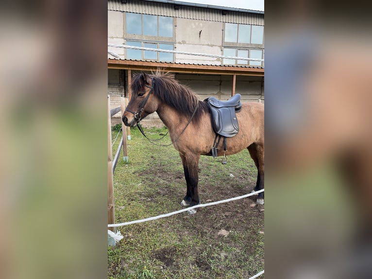 IJslander Merrie 20 Jaar 140 cm Falbe in Beelitz