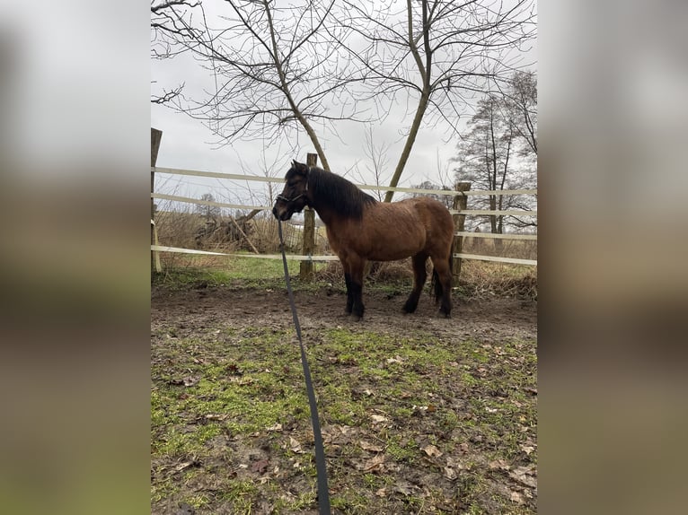 IJslander Merrie 20 Jaar 140 cm Falbe in Beelitz