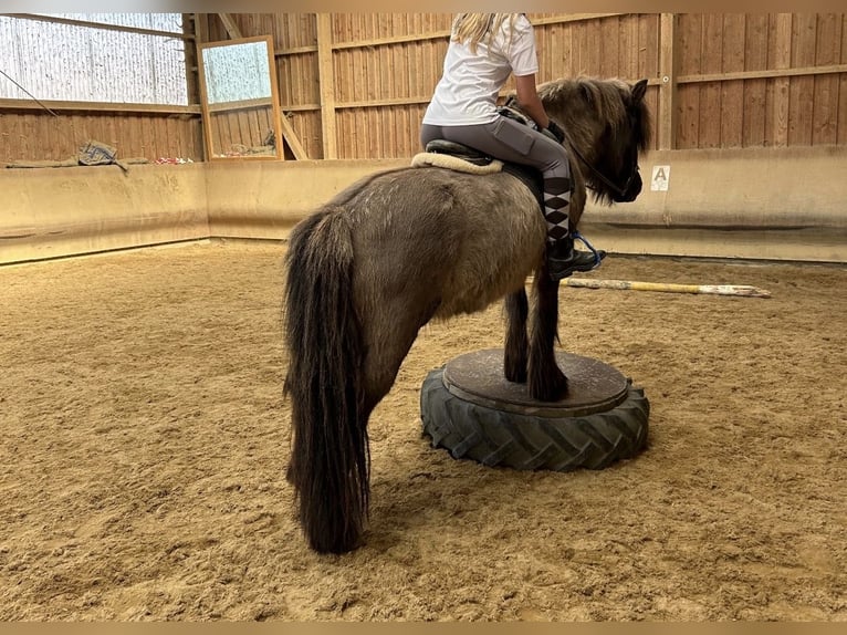 IJslander Merrie 20 Jaar 145 cm Falbe in Fronreute