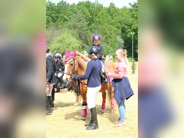 IJslander Merrie 21 Jaar 140 cm in Kandel