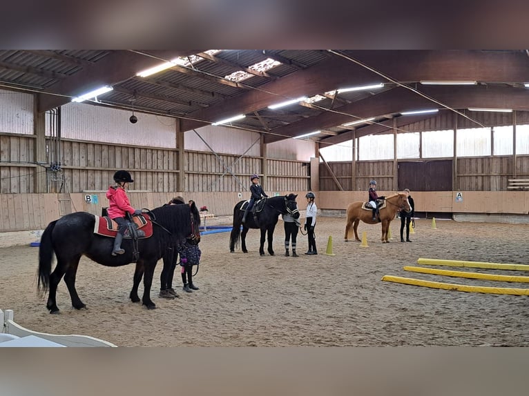 IJslander Merrie 22 Jaar 135 cm Donkerbruin in Kandel