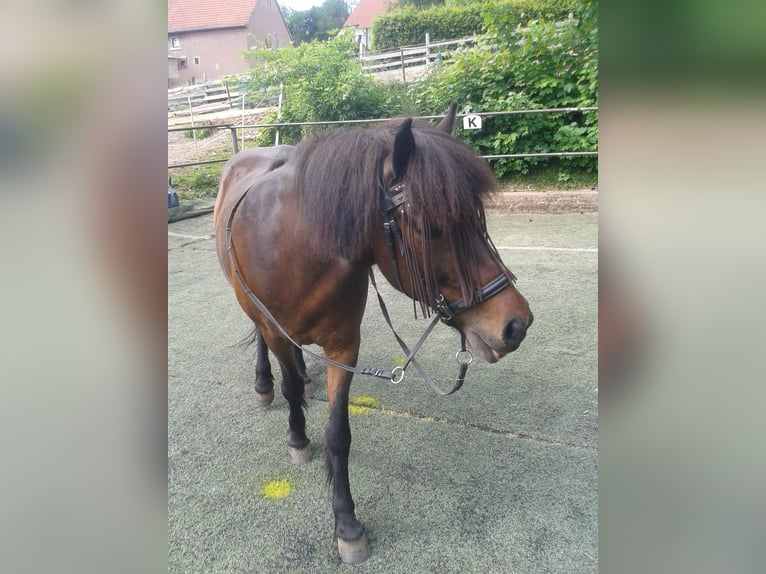 IJslander Merrie 22 Jaar 140 cm Bruin in Quierschied