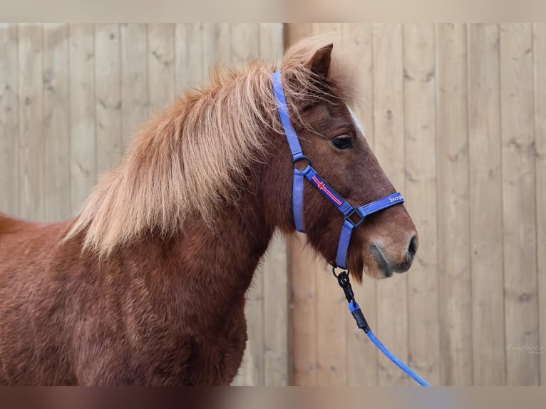 IJslander Merrie 22 Jaar Vos in Straßwalchen