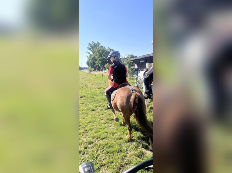 IJslander Mix Merrie 24 Jaar 112 cm Vos in Pullenreuth
