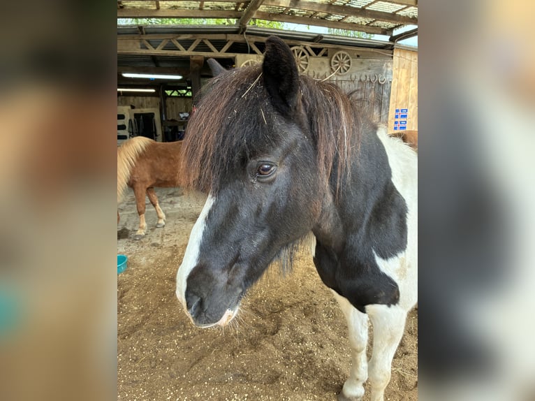 IJslander Merrie 24 Jaar 136 cm Gevlekt-paard in Heusenstamm