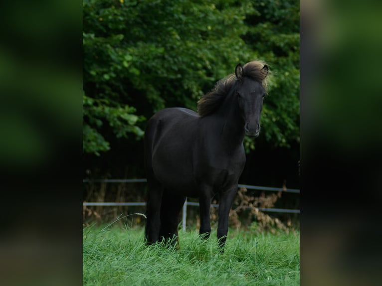 IJslander Merrie 2 Jaar 130 cm Zwart in Wrohm