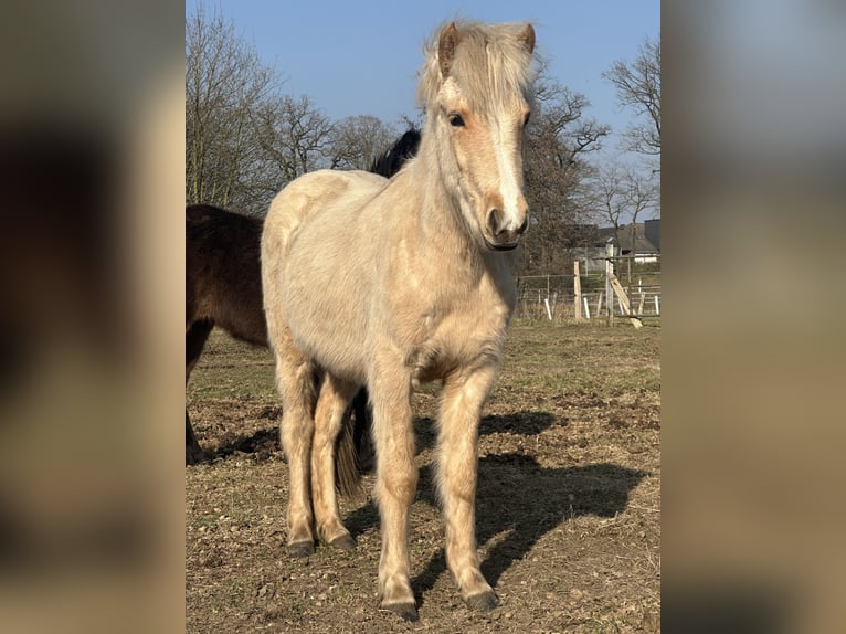 IJslander Merrie 2 Jaar 135 cm Cremello in Lingen