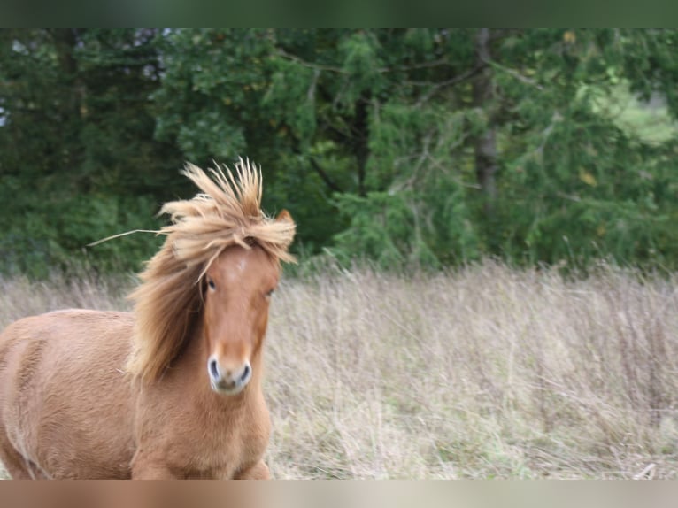 IJslander Merrie 2 Jaar 135 cm Falbe in Eichenbach